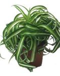 variegado Spider Plant, Chlorophytum foto