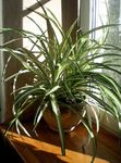 bont Spin Plant, Chlorophytum foto