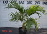 zelená Pokojové Rostliny Kudrnaté Palmu, Kentia Dlaň, Ráj Palm stromy, Howea fotografie