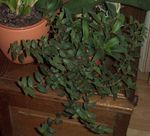 zelená Vnútorné Rastliny Cyanotis fotografie