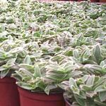silvery Indoor Plants Cyanotis Photo