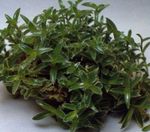 verde Plantas de Interior Cyanotis foto