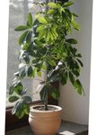 緑色 屋内植物 傘木, Schefflera フォト