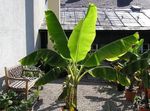 绿 室内植物 开花香蕉 树, Musa coccinea 照