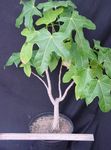 grön Krukväxter Brachychiton träd Fil