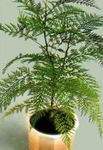 verde Plante de Interior Grevillea copac fotografie