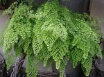 jasno-zielony Pokojowe Rośliny Gatunek Paproci, Adiantum zdjęcie