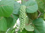 緑色 屋内植物 ホンダワラ 木, Coccoloba フォト
