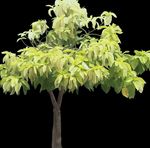 verde deschis Plante de Interior Pisonia copac fotografie