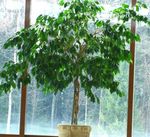 yeşil Kapalı bitkiler Pisonia ağaç fotoğraf
