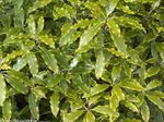 світло зелений Кімнатні Рослини Піттоспорум (Смолосемяннік) чагарник, Pittosporum Фото