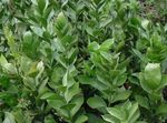 зелен Интериорни растения Миши Чемшир храсти, Ruscus снимка