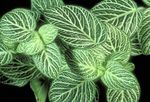 杂色 室内植物 Fittonia，神经厂 照