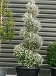 argintiu Plante de Interior Corokia copac fotografie