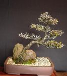 silvery Indoor Plants Corokia tree Photo