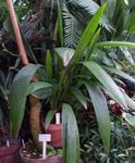 grün Topfpflanzen Curculigo, Palmgras Foto