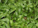 green Indoor Plants Variegated Basketgrass, Oplismenus Photo