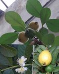 zelená Pokojové Rostliny Guava, Tropické Guava stromy, Psidium guajava fotografie