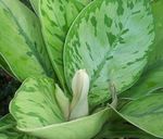 yeşil Kapalı bitkiler Homalomena fotoğraf