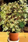 rengârenk Kapalı bitkiler Biber Asma, Porselen Berry tropik sarmaşık, Ampelopsis brevipedunculata fotoğraf