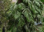 green Shingle Plant liana, Rhaphidophora Photo