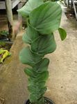 groen Shingle Plantaardige liaan, Rhaphidophora foto