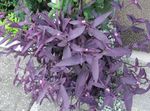 purple Indoor Plants Purple Heart Wandering Jew, Setcreasea Photo
