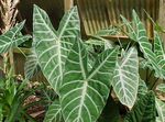 mynd Malanga, Yautia Herbaceous Planta lýsing