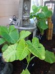 clair-vert des plantes en pot Malanga, Yautia, Xanthosoma Photo