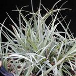 銀色 屋内植物 スゲ属、スゲ, Carex フォト