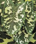 kropenatý Pokojové Rostliny Sloni Ucho, Alocasia fotografie