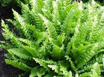 zelena Sobne Rastline Phyllitis, Phyllitis scolopendrium fotografija