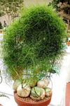 vert des plantes en pot Escalade Oignon, Bowiea Photo