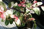 kropenatý Pokojové Rostliny Sníh Bush křoví, Breynia fotografie