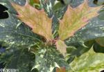 rengârenk Kapalı bitkiler Çay Zeytin çalı, Osmanthus fotoğraf