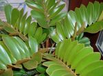 groen Kamerplanten Florida Arrowroot boom, Zamia foto