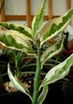 モトリー 屋内植物 ジェイコブスラダー、悪魔のバックボーン 低木, Pedilanthus フォト