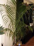 green Indoor Plants Mascarena tree Photo