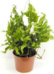 緑色 屋内植物 Polypody, Polypodium フォト