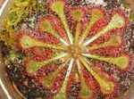 светло-зелен Интериорни растения Кръг Ендивия Росянка, Drosera снимка