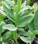 緑色 屋内植物 Cardamomum、エレッタリア·カーダモマム フォト