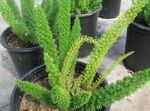 groen Kamerplanten Asperge, Asparagus foto