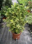 motley Indoor Plants Japanese spindle shrub, Euonymus japonica Photo