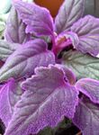 purpurs Violeta Samts Augu, Royal Samts Augu, Gynura aurantiaca Foto