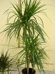 yeşil Kapalı bitkiler Dracaena fotoğraf