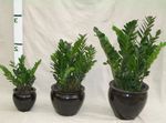 mörk-grön Krukväxter Fet Pojke, Zamiaculcas zamiifolia Fil