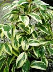 gesprenkelt Topfpflanzen Kadsura liane Foto