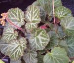bont Kamerplanten Marskramer's Mand, Roeien Zeeman, Strawberry Geranium, Saxifraga stolonifera foto