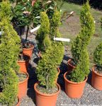 clair-vert des plantes en pot Cyprès des arbres, Cupressus Photo