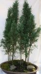 vert des plantes en pot Cyprès des arbres, Cupressus Photo